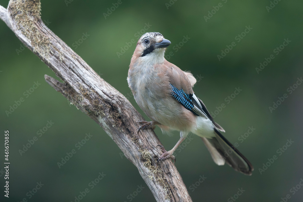Obraz premium European Jay Garrulus glandarius juvenile or adult in close view