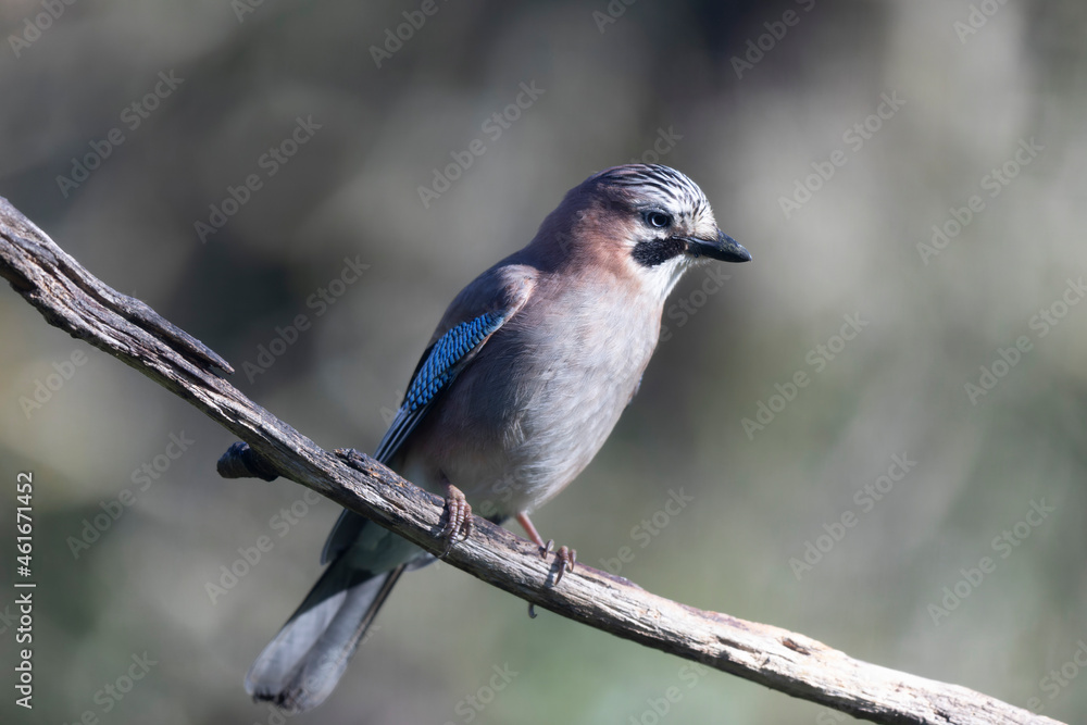 European Jay Garrulus glandarius juvenile or adult in close view European Jay Garrulus glandarius juvenile or adult in close view