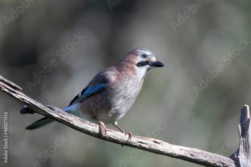 European Jay Garrulus glandarius juvenile or adult in close view