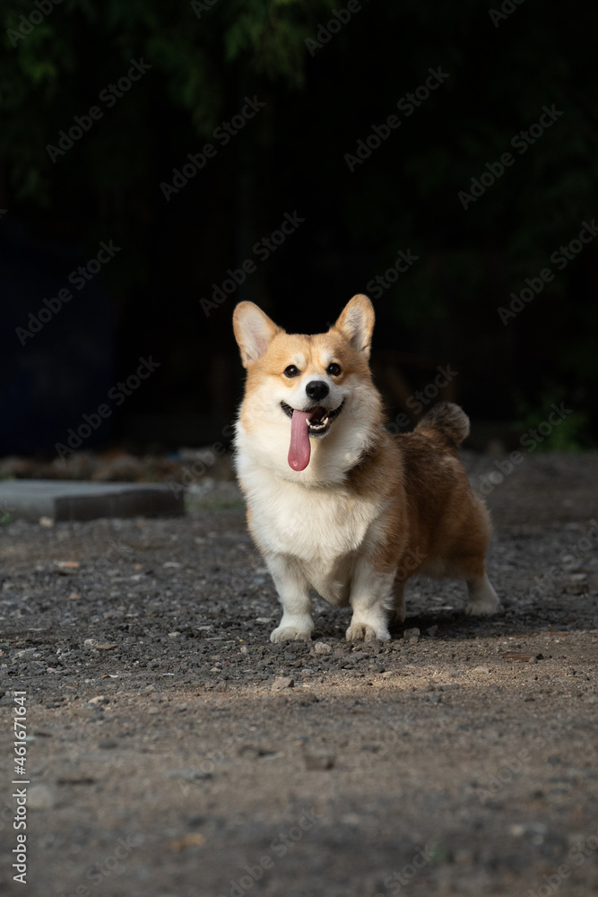 The corgi dog stands with his tongue sticking out