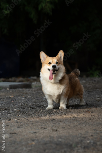 The corgi dog stands with his tongue sticking out