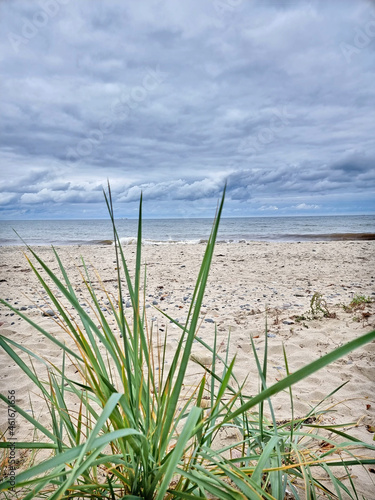 Seegras Strand Warnemünde Ostsee