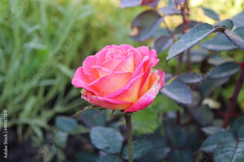 Wallpaper Mural The Queen of Roses Torontodigital.ca