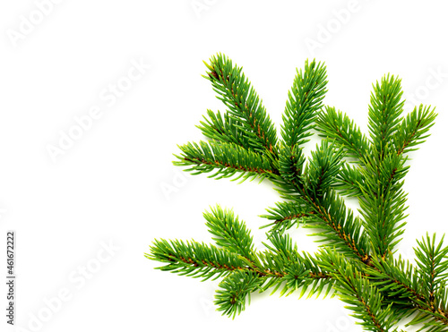 Fir branch isolated on white background