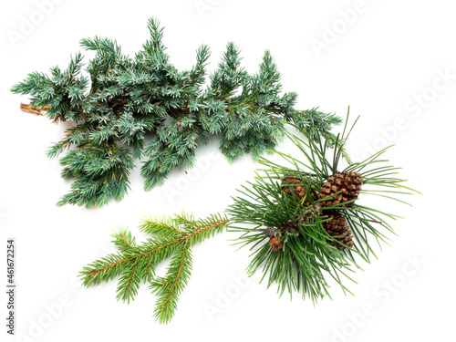 different conifers isolated on white background