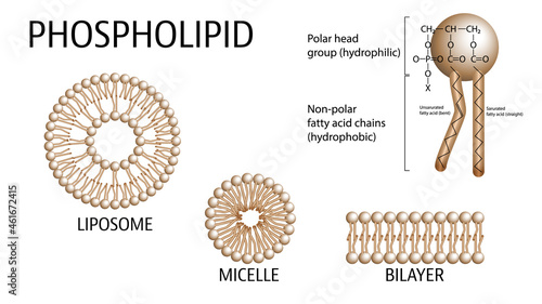 Phospholipid Structure - Liposome, Micelle, and Bilayer photo