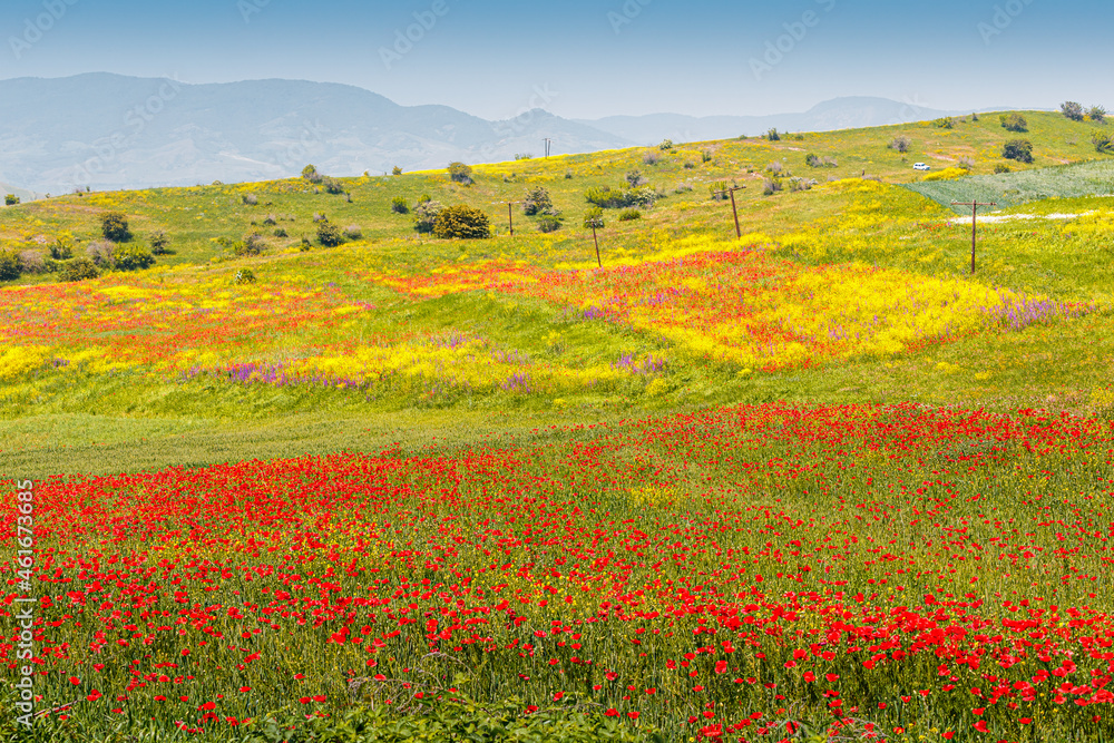Scenic view of the field with blooming red poppies and other wildflowers. The concept of agriculture and plant cultivation of papaver flowers