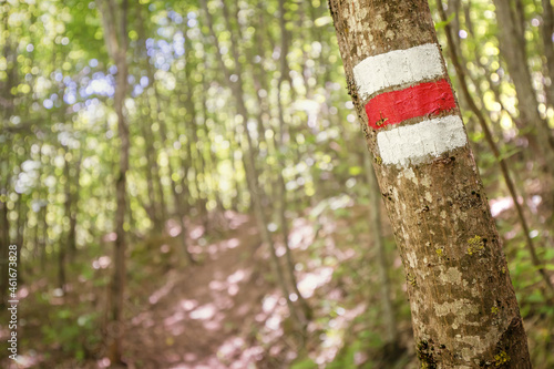 Hiking trail in a dense forest with a paint mark on a tree. Infrastructure of paths in the national and natural park