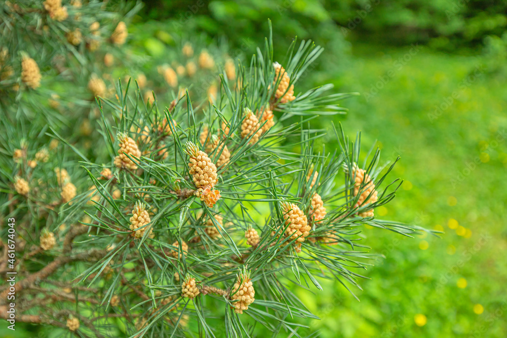 Blooming pine with pollen and young cones on branches in spring Blooming pine with pollen and young cones on branches in spring