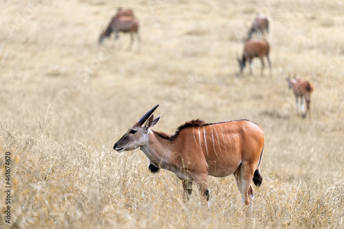 large eland antelope grazing in the savanna photo