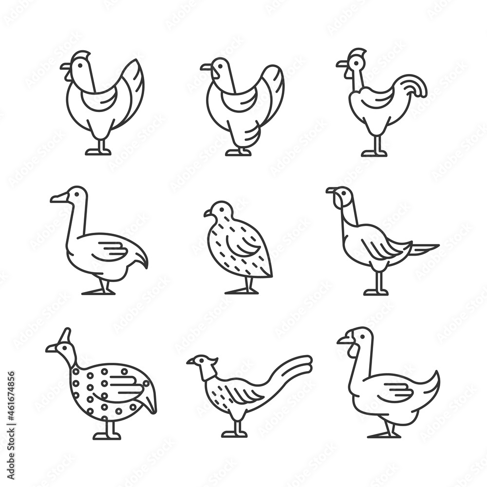 Domesticated birds linear icons set. Chicken and geese growth. Bird ...