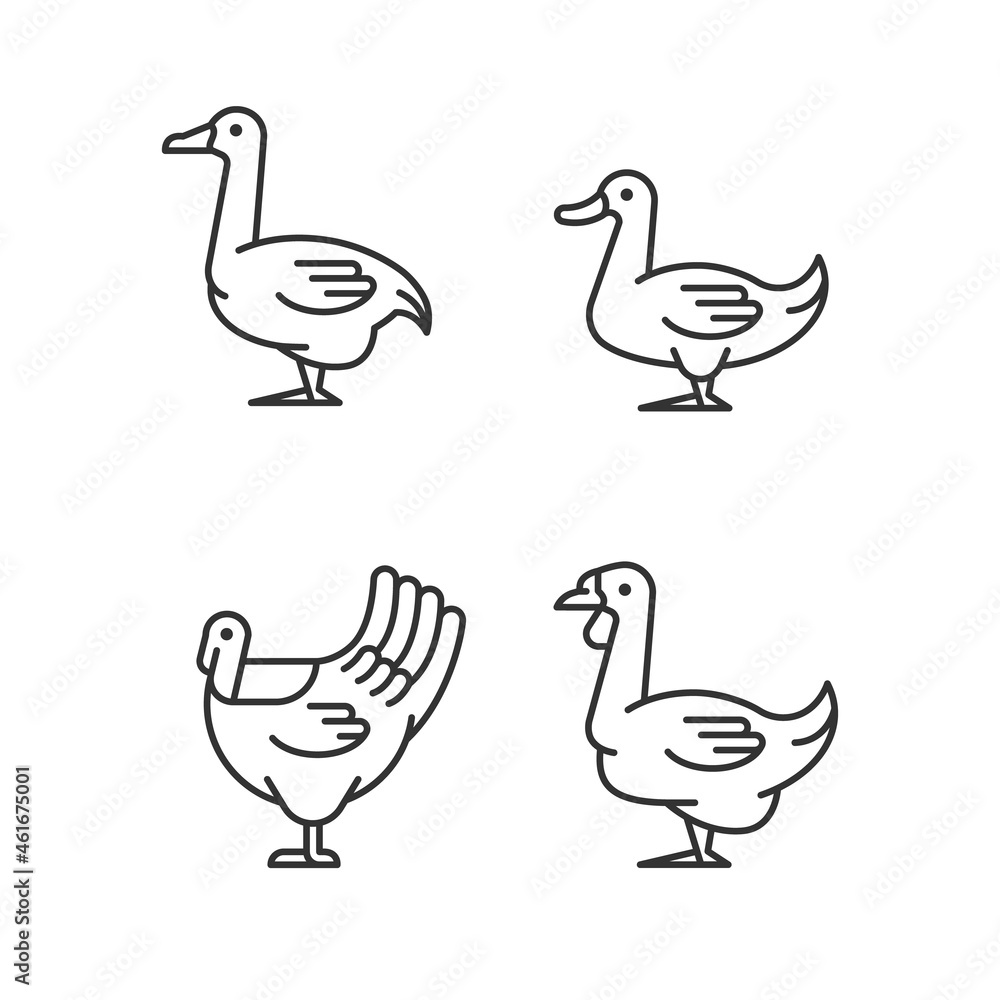 Obraz premium Waterfowl linear icons set. Ducks and geese raising. Turkey growing. Commercial poultry farming. Customizable thin line contour symbols. Isolated vector outline illustrations. Editable stroke