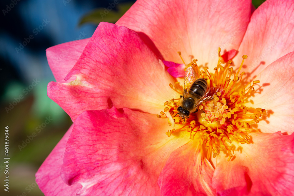English roses garden. Rosarium Floral background. Tender flowers with bee. Blooming, honey bee collects pollen. English roses garden. Rosarium Floral background. Tender flowers with bee. Blooming, honey bee collects pollen.