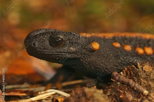 Closeup on an adult male Tiannan crocodile newt, Tylototriton yangi photo