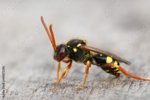 A closeup of a female of the colorful orange horned nomad cuckoo bee, Nomada fulvicornis photo