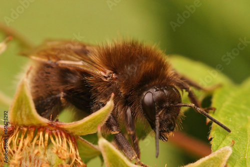 Closeup on a queen Tree bumblebee, Bombus hypnorum photo