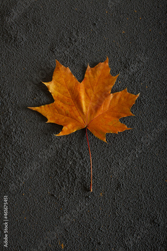 Multicolored maple leaf on dark concrete background. Autumn concept backdrop with copyspace.