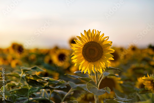 Sunflowers in the field. Yellow beautiful blooming sunflowers against the sunset. Harvest time  agriculture  farming  natural background. Landscape with flowers. Sunflower seeds  vegetable oil