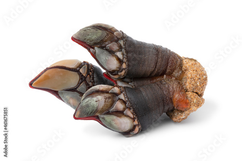 Fresh raw goose barnacles isolated on white background close up 