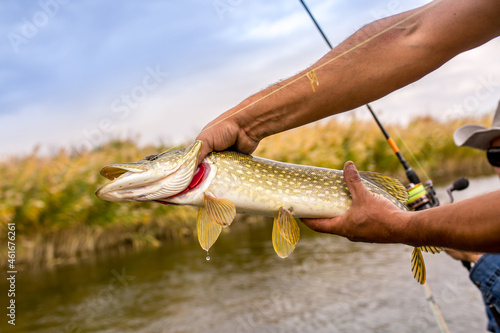 ishing on the river, a fisherman caught a fish. Fishing spinning and nets, male hobby. Commercial fishing.