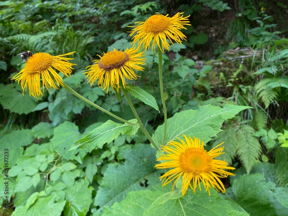 Elecampane (Inula helenium), Echter Alant, Pravi oman, Oman veliki ili Veliko zelje - Gorski kotar, Nacionalni park Risnjak, Hrvatska (National park Risnjak, Croatia) Elecampane (Inula helenium), Echter Alant, Pravi oman, Oman veliki ili Veliko zelje - Gorski kotar, Nacionalni park Risnjak, Hrvatska (National park Risnjak, Croatia)