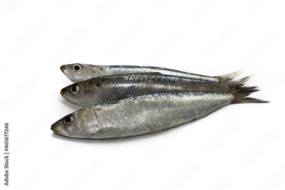 Three fresh sardines on a perfect white isolated background. Three fresh sardines on a perfect white isolated background.