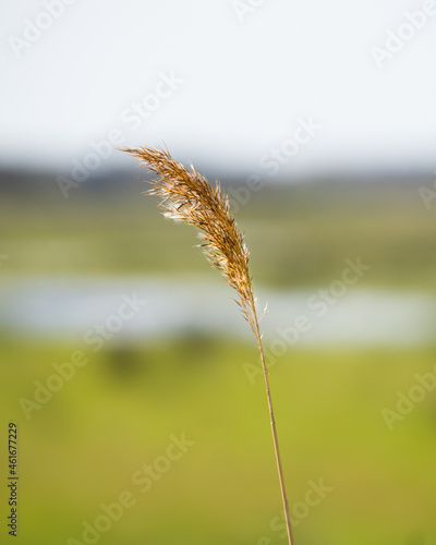 Isolated Seed Head