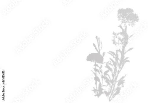 Blurred shadow of garden flowers. Natural soft effect. Realistic Grey silhouette with empty space.