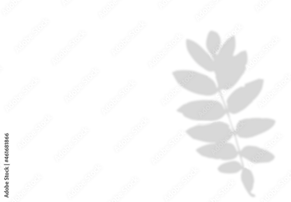 Leaf Shadow. Blurred soft effect. (mountain ash, shrub). Natural  Grey silhouette with empty space. 