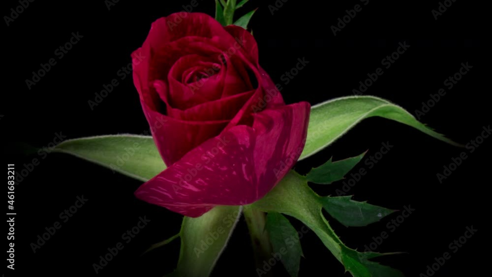 Beautiful fresh pink rose opening, close up. Spa concept. Wedding, Birthday, Valentines day, Mothers day concept. Congratulation banner Beautiful fresh pink rose opening, close up. Spa concept. Wedding, Birthday, Valentines day, Mothers day concept. Congratulation banner