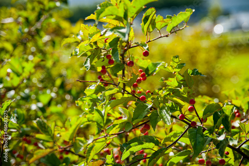 red berries on a branch photo