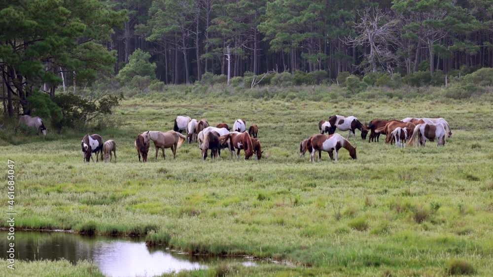 Wild horses grazing in marshy field Wild horses grazing in marshy field