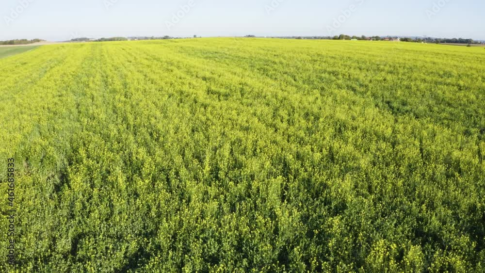 Aerial drone shot - a green field in a rural area - drone ascends Aerial drone shot - a green field in a rural area - drone ascends