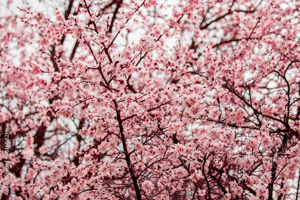 Spring blooming sakura trees. Pink flowers Sakura Spring landscape with blooming pink tree. Beautiful sakura garden on a sunny day.Beautiful concept of romance and love with delicate flowers. Spring blooming sakura trees. Pink flowers Sakura Spring landscape with blooming pink tree. Beautiful sakura garden on a sunny day.Beautiful concept of romance and love with delicate flowers.