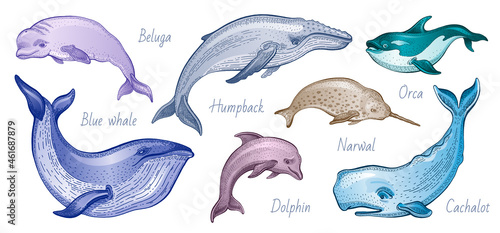 Whale vector illustration set. Humpback, blue whale, orca, narwhal, cachalot, beluga. Sea sketch animal. Marine vintage animal. Ocean hand drawn isolated silhouette on white background. Watercolor art