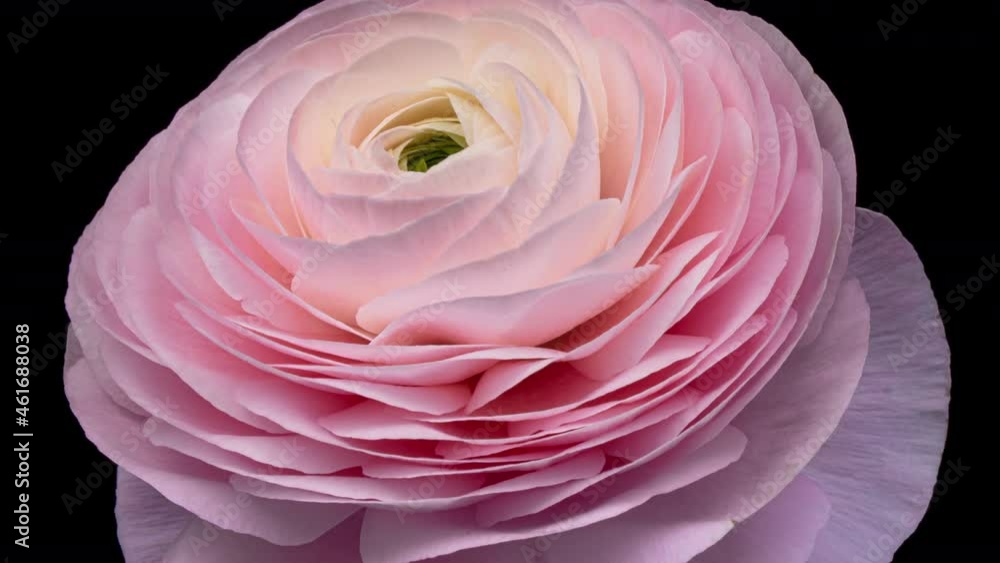 Beautiful pink ranunculus flower opening on black background, close up, timelapse Beautiful pink ranunculus flower opening on black background, close up, timelapse