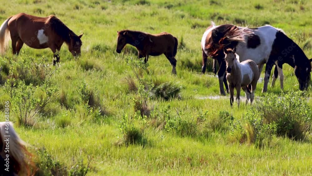 Herd of Chincoteague Ponies drinking and grazing on Assateague Island Herd of Chincoteague Ponies drinking and grazing on Assateague Island
