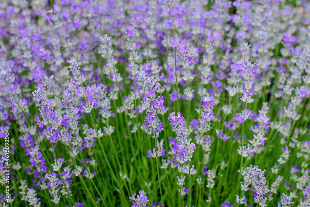 Many small blue lavender flowers in a garden in a sunny summer day photographed with selective focus, beautiful outdoor floral background. Many small blue lavender flowers in a garden in a sunny summer day photographed with selective focus, beautiful outdoor floral background.