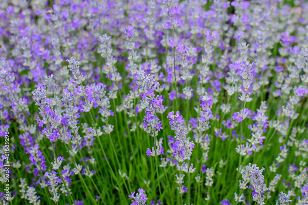 Many small blue lavender flowers in a garden in a sunny summer day photographed with selective focus, beautiful outdoor floral background.