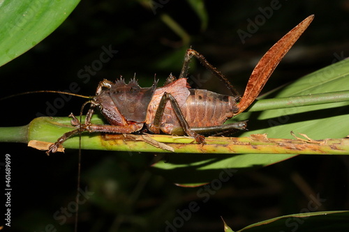 Lesina (Ellatodon) blanchardi in natural habitat photo