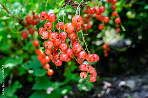 Fresh organic grown ripe red currant or cassis fruits on a plant in a garden in a sunny summer day, beautiful monochrome background of healthy food.