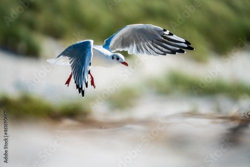 Fototapeta Naklejka Na Ścianę i Meble -  Fliegende Möwe über einem Strand