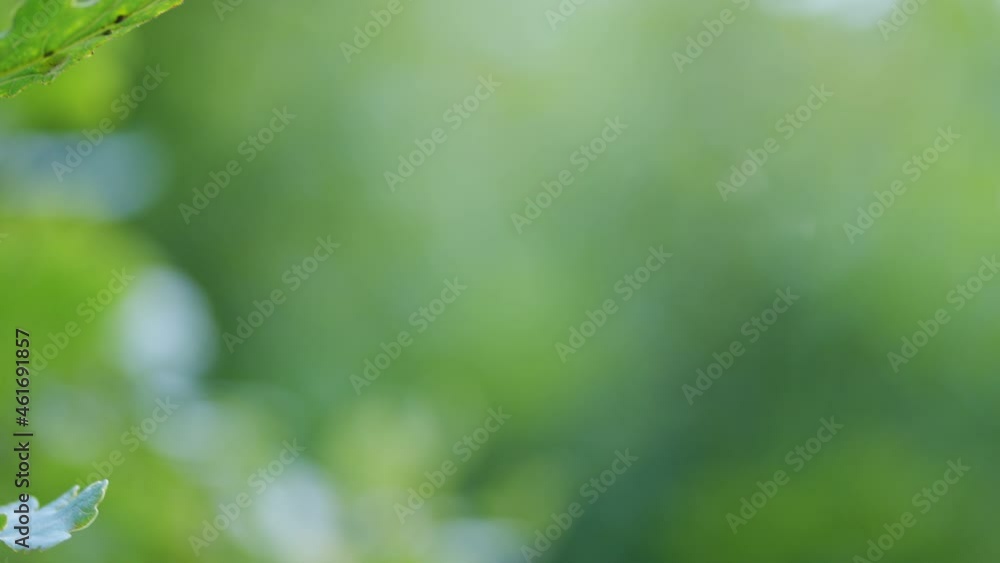 Acorn at the end of summer on an oak tree. Oak forest on a sunny evening. Tilt up. Acorn at the end of summer on an oak tree. Oak forest on a sunny evening. Tilt up.