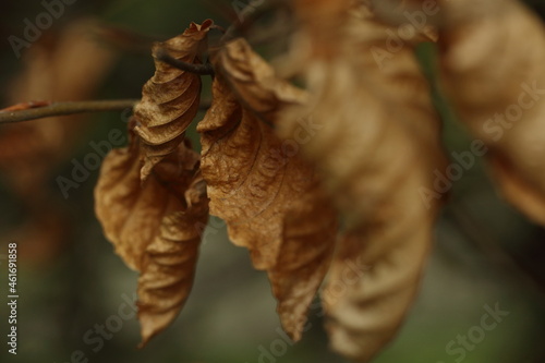 Autumn yellow withered leaf