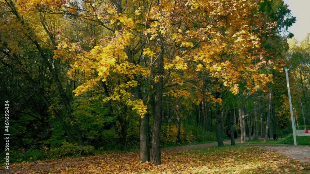 Autumn forest, a place for recreation and sports. Yellow, green and red leaves on tree branches. Autumn morning in the deciduous forest. Autumn forest, a place for recreation and sports. Yellow, green and red leaves on tree branches. Autumn morning in the deciduous forest.