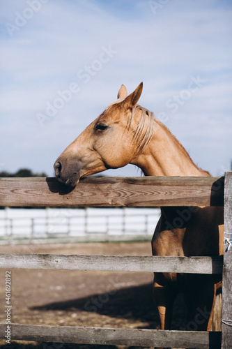 Fototapeta Naklejka Na Ścianę i Meble -  Brown horse at ranch