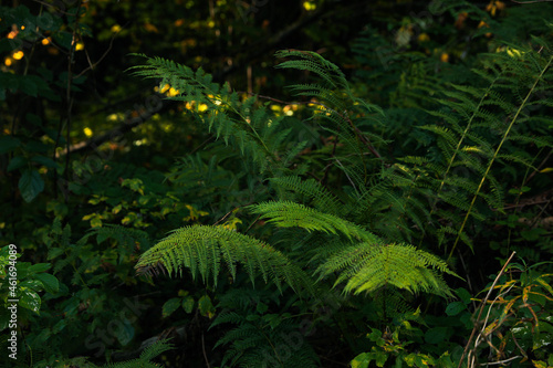 Beautiful fern with lush leaves growing in forest