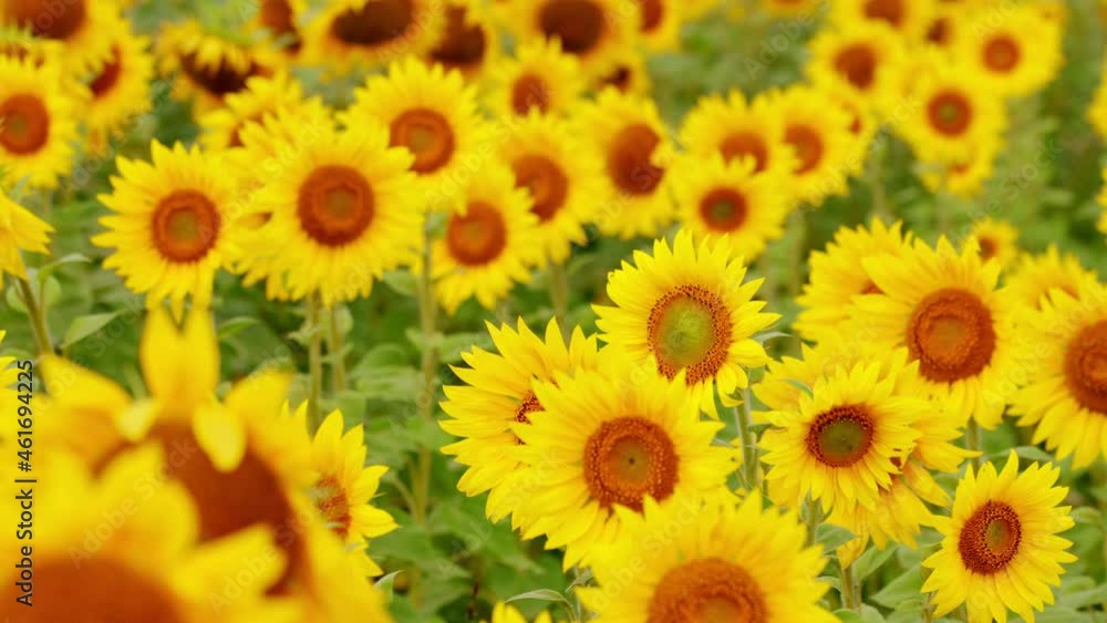 Summer landscape with big yellow farm field. Sunflower sways in the wind. Pan. Rack focus. Summer landscape with big yellow farm field. Sunflower sways in the wind. Pan. Rack focus.