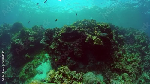 Wallpaper Mural Coral reef underwater with fishes and marine life. Coral reef and tropical fish. Philippines. Torontodigital.ca