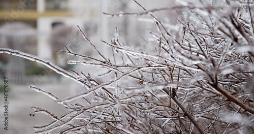 Wallpaper Mural Branches overgrown with ice icicles, in the city.  Climatic icing. Footage of a winter iced frozen plants.  Icy frosted green plants after  ice rain. Closeup, SLOW MOTION. Torontodigital.ca